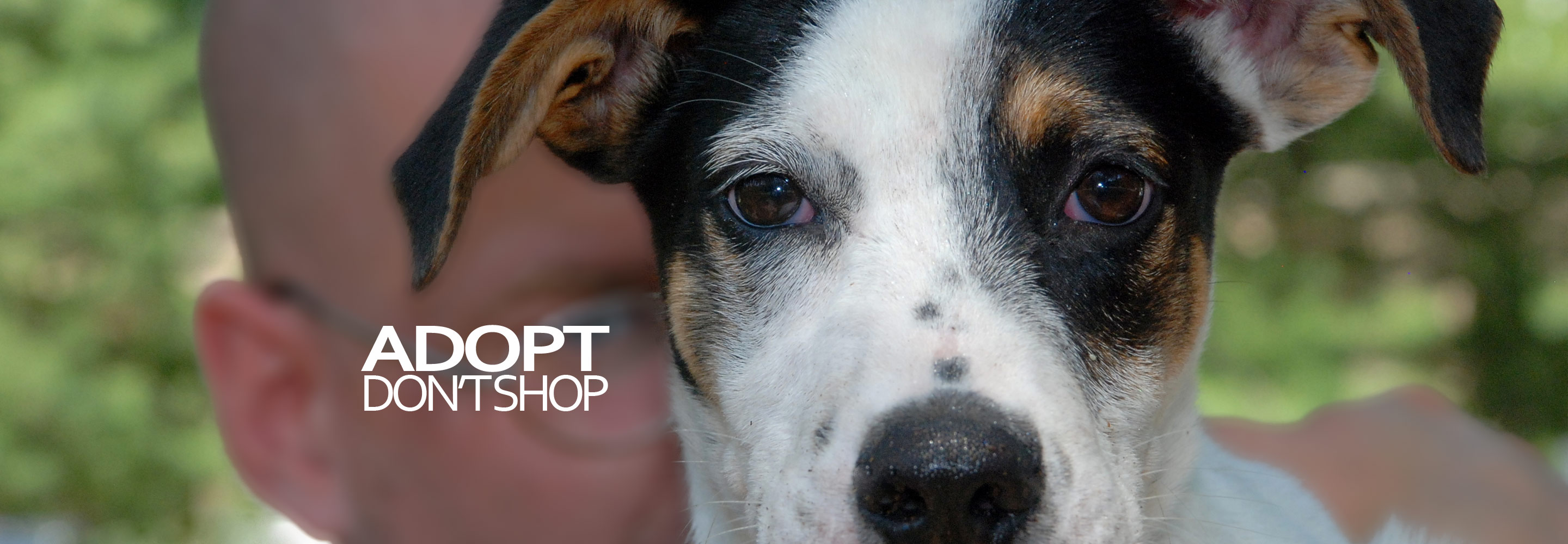 Adopt Don’t Shop