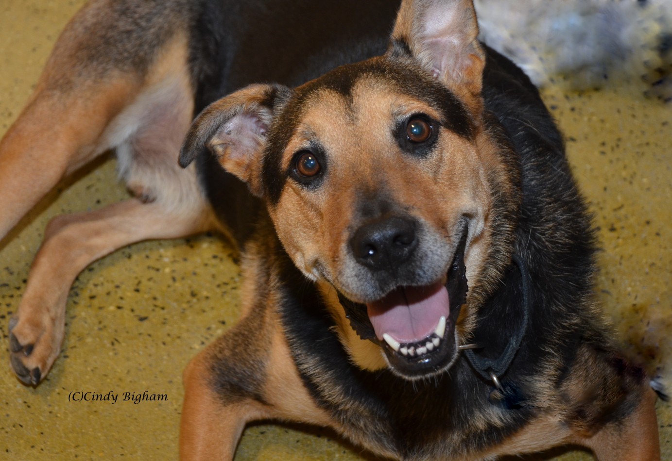 West Jersey Volunteers for Animals A Rescue for Dogs in Crowded